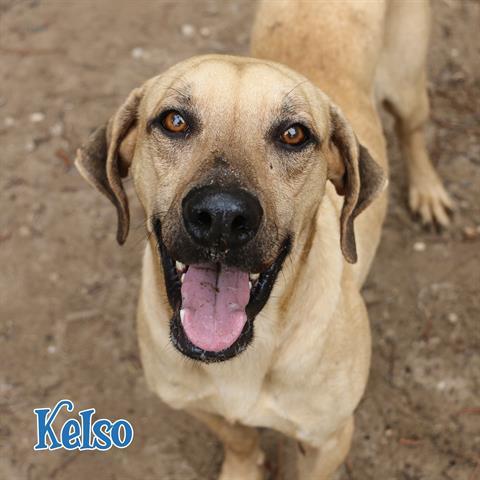 KELSO, an adoptable Black Mouth Cur Mix in Fort Walton Beach, FL_image-1
