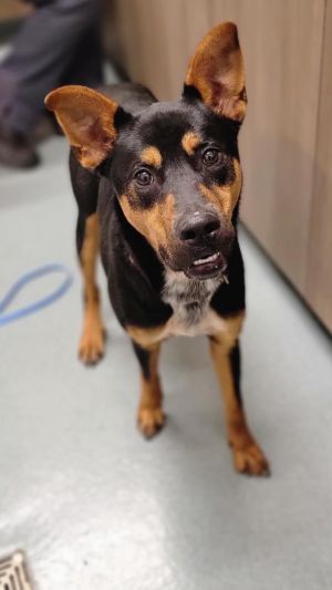 OTIS