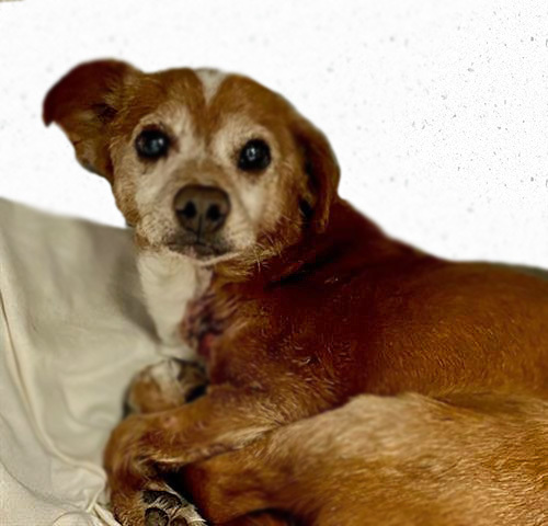 XAVIER*, an adoptable Chihuahua in Tucson, AZ, 85745 | Photo Image 1