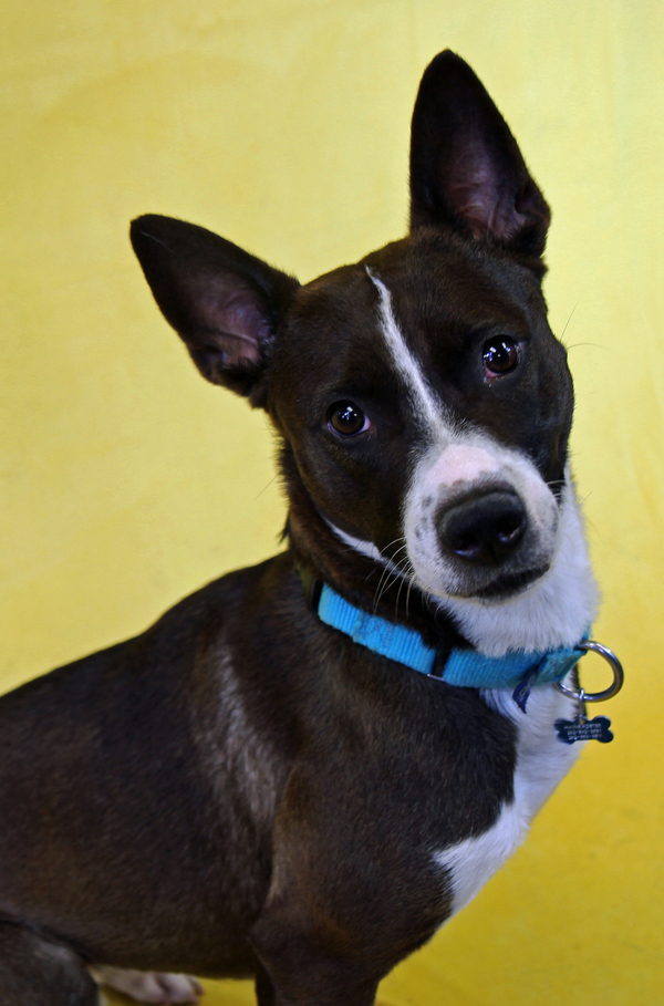 Tinsley, an adoptable Mixed Breed in Waukesha, WI_image-1