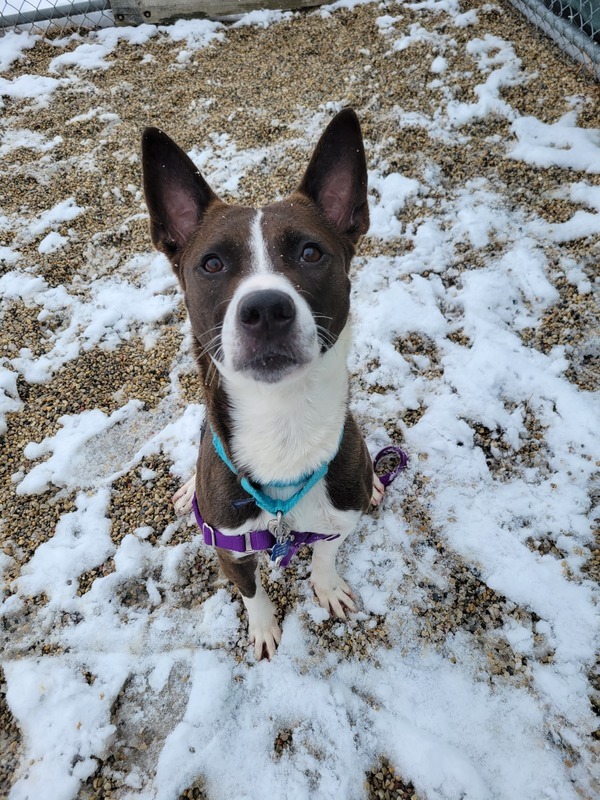 Tinsley, an adoptable Mixed Breed in Waukesha, WI_image-2