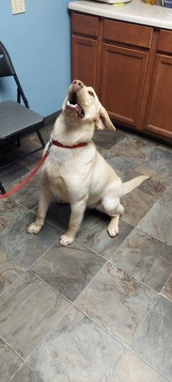 Doc, an adoptable Yellow Labrador Retriever in Hazleton, IA_image-4