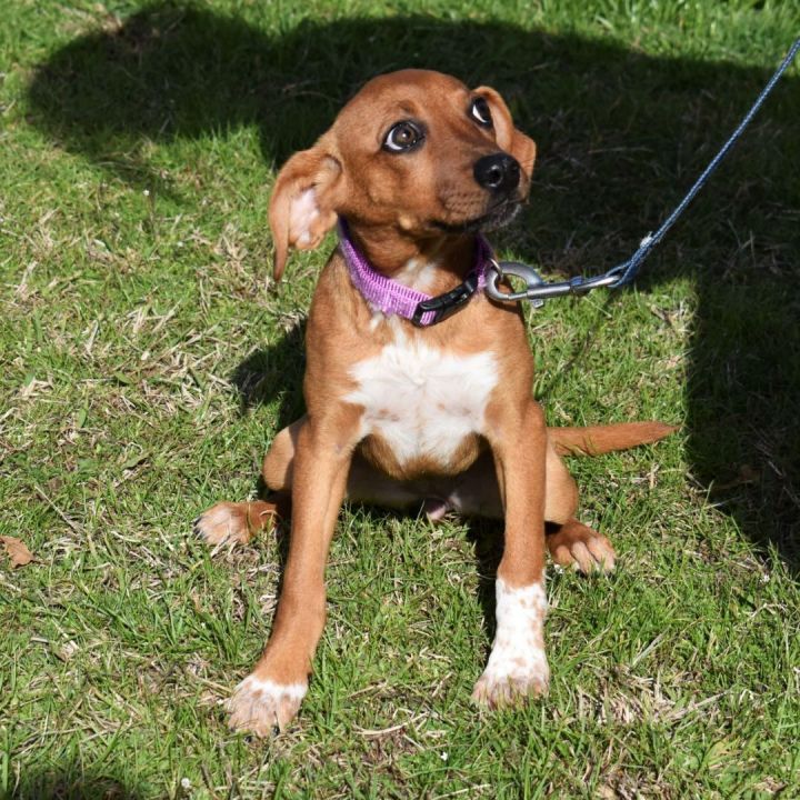 Maybel, an adopted Mixed Breed in Searcy, AR_image-2