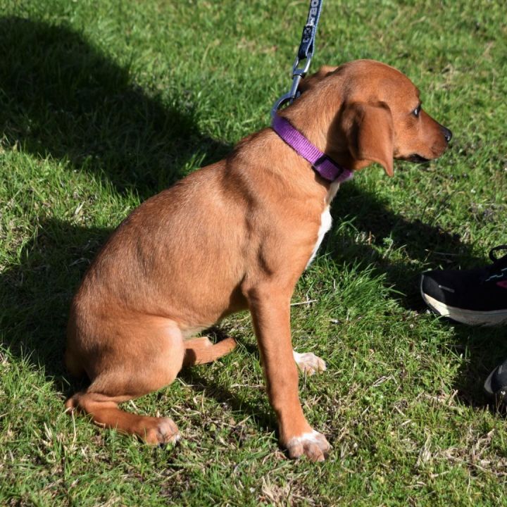 Maybel, an adopted Mixed Breed in Searcy, AR_image-3