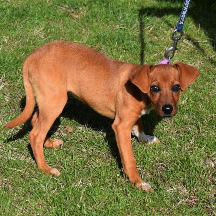 Maybel, an adopted Mixed Breed in Searcy, AR_image-6