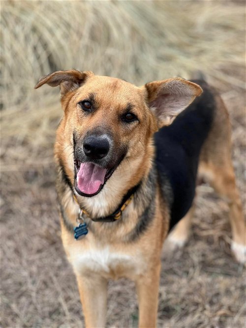 Giselle, an adoptable German Shepherd Dog Mix in Winter Park, CO_image-1