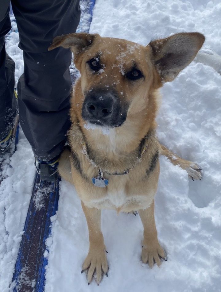 Juno, an adoptable German Shepherd Dog Mix in Winter Park, CO_image-2