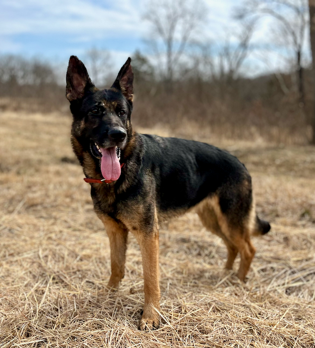 Trixie, an adoptable German Shepherd Dog in Chesterfield, MO_image-6
