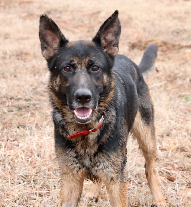 Trixie, an adoptable German Shepherd Dog in Chesterfield, MO_image-1