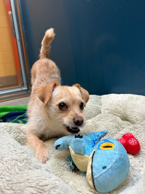 Marbles, an adoptable Mixed Breed in Bellingham, WA_image-5