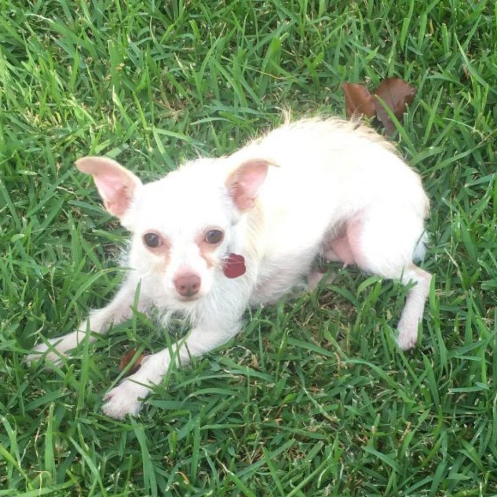 Bitsy (Dallas) Photo