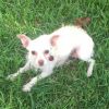 Bitsy (Dallas)