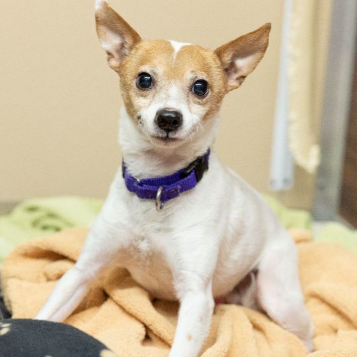 Buddy, an adoptable Chihuahua Mix in Naperville, IL_image-1