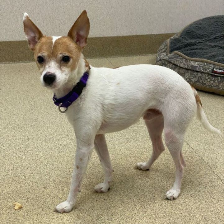 Buddy, an adoptable Chihuahua Mix in Naperville, IL_image-5