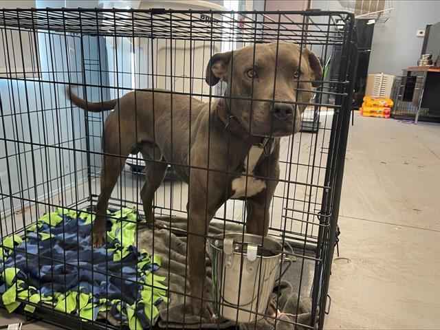 Dog for adoption - HENDRIX, a Pit Bull Terrier in Tulsa, OK | Petfinder