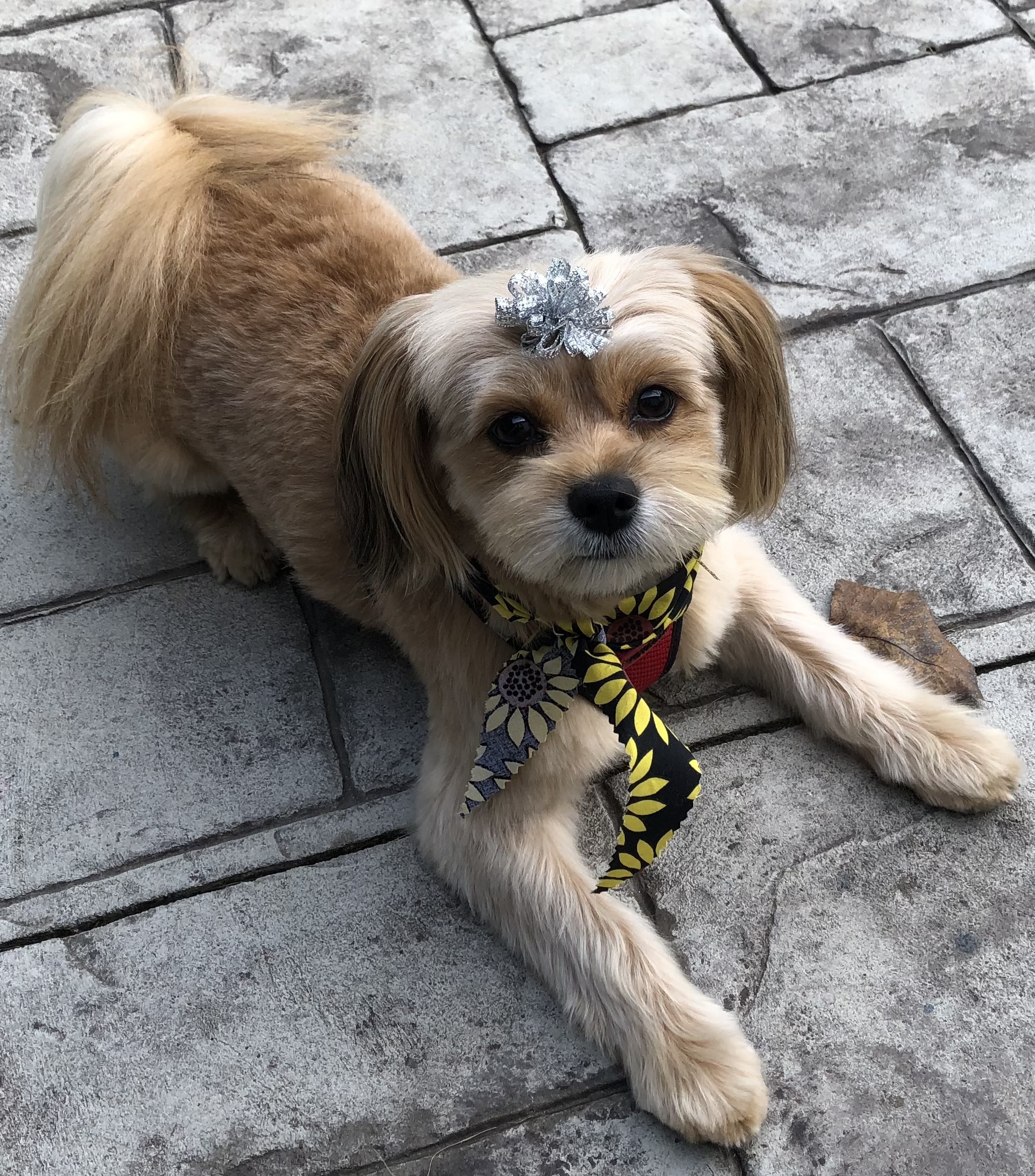 Lilly, an adoptable Shih Tzu, Pomeranian in Troy, MI, 48099 | Photo Image 1