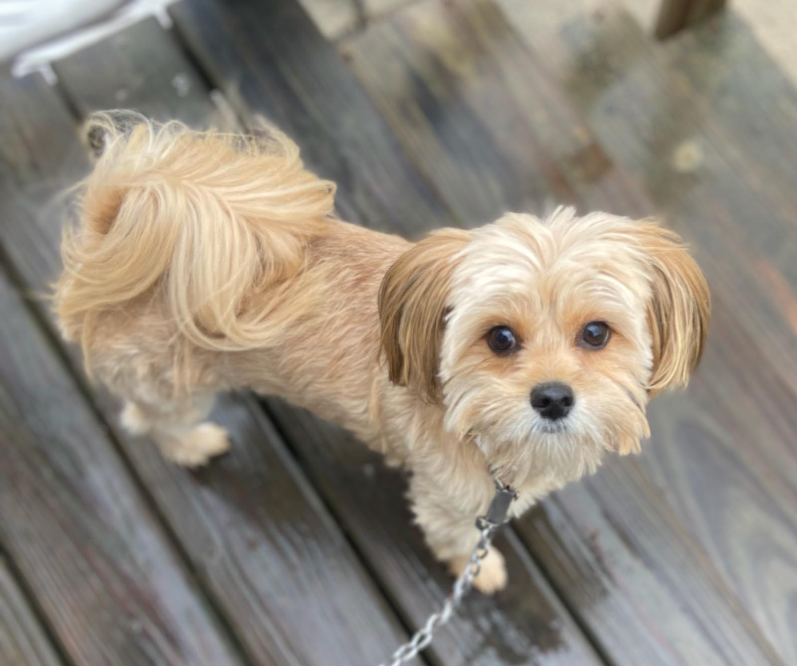 Lilly, an adoptable Shih Tzu, Pomeranian in Troy, MI, 48099 | Photo Image 2