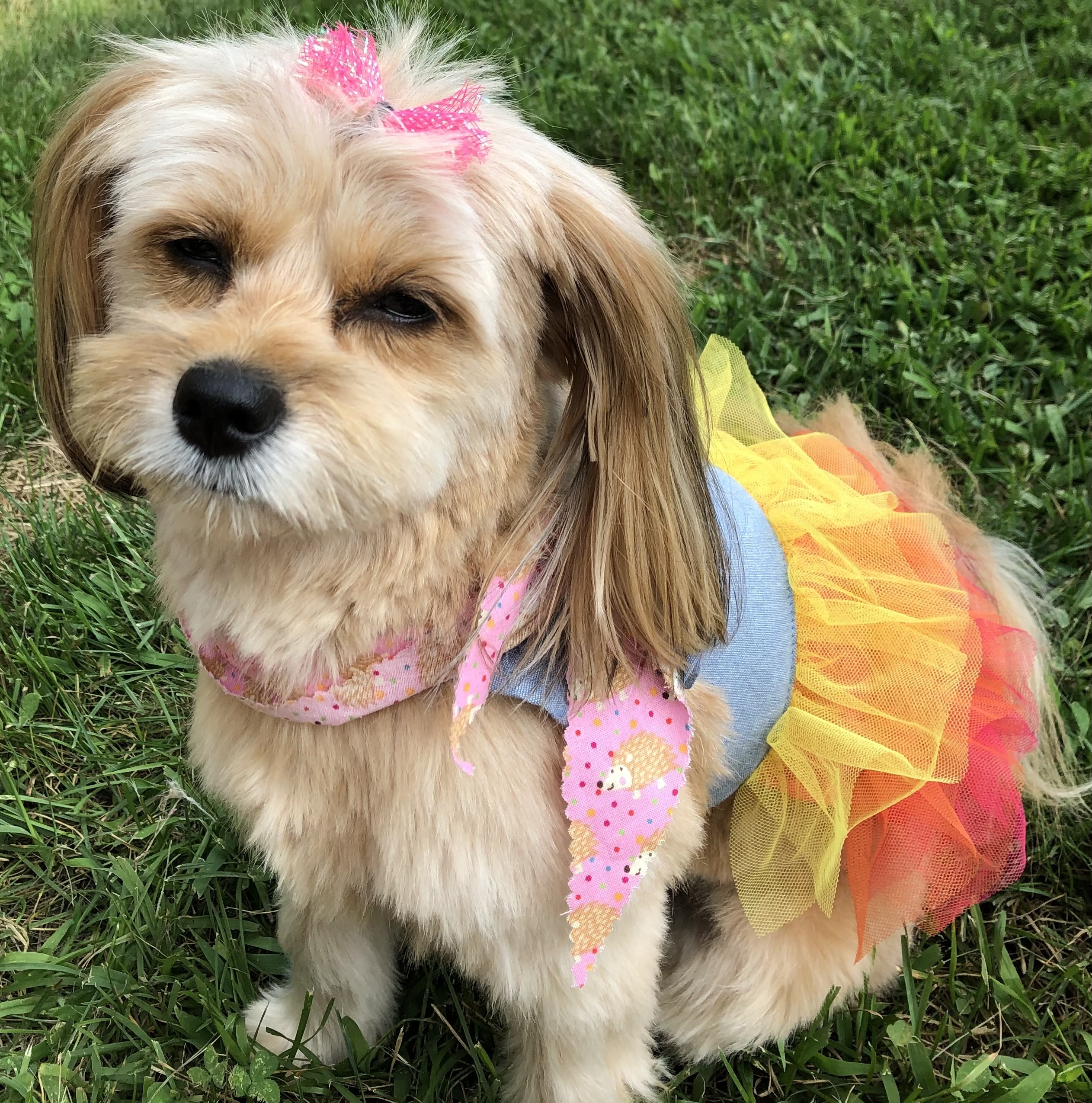 Lilly, an adoptable Shih Tzu, Pomeranian in Troy, MI, 48099 | Photo Image 2