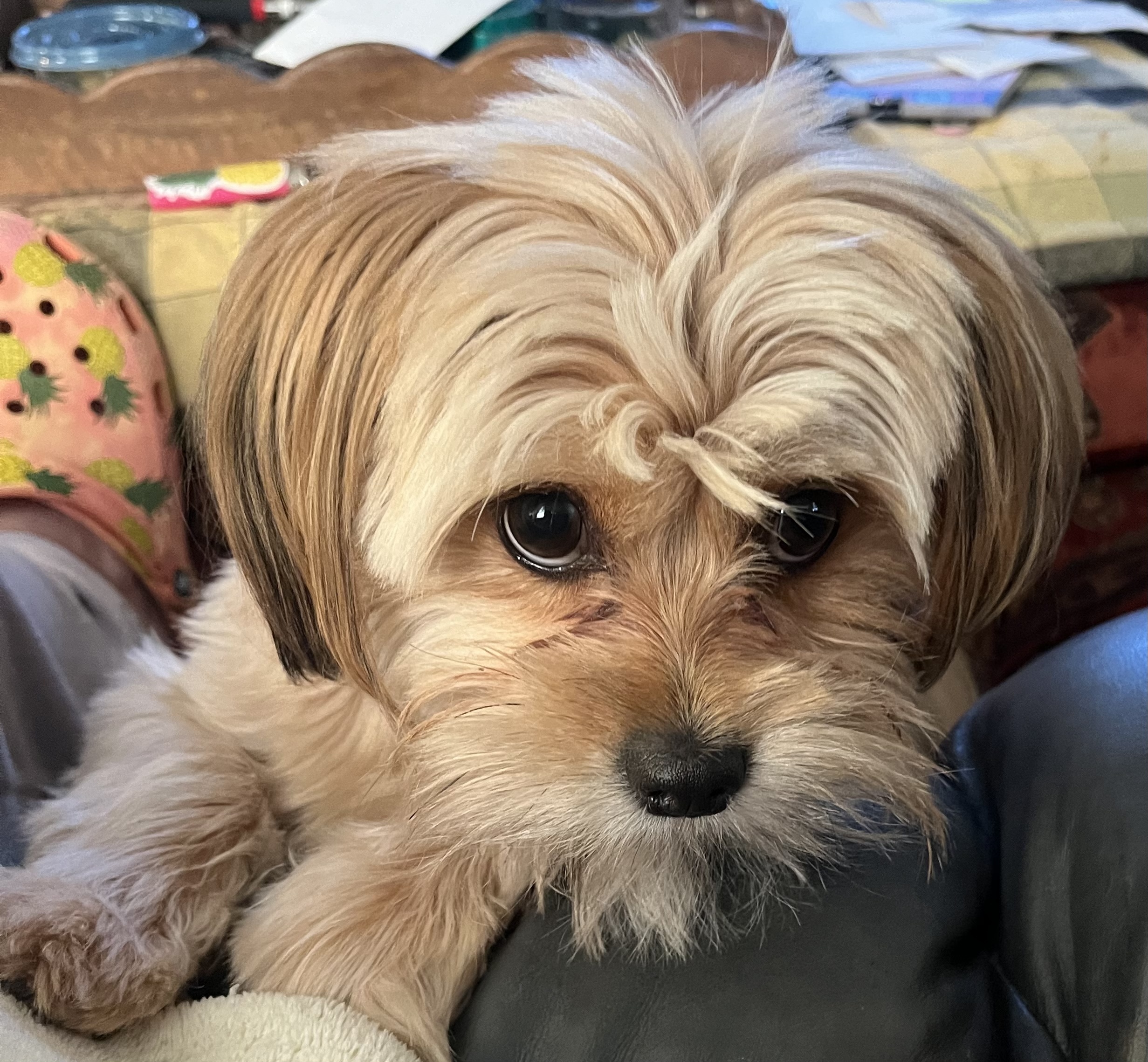 Lilly, an adoptable Shih Tzu, Pomeranian in Troy, MI, 48099 | Photo Image 4