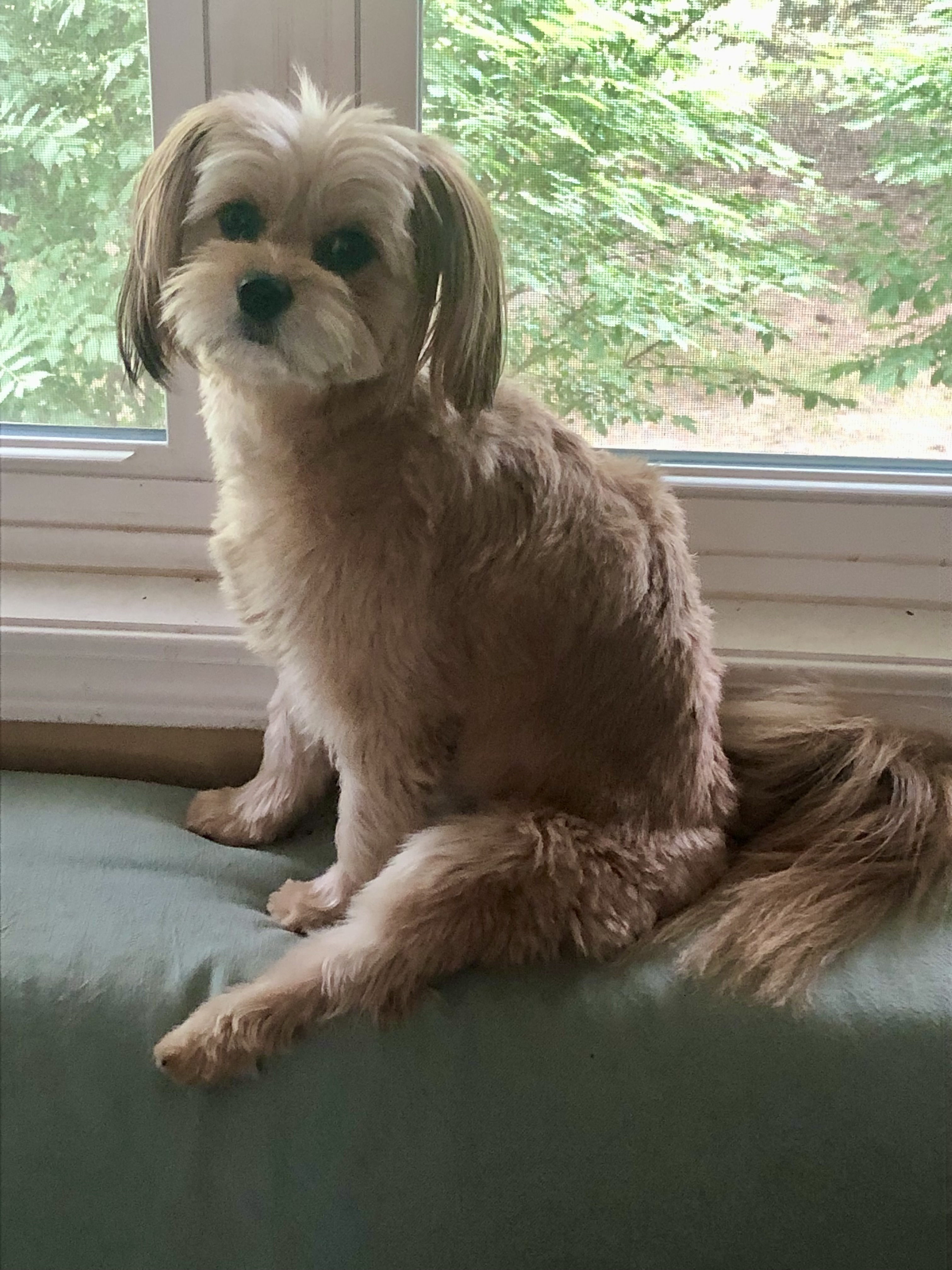 Lilly, an adoptable Shih Tzu, Pomeranian in Troy, MI, 48099 | Photo Image 4