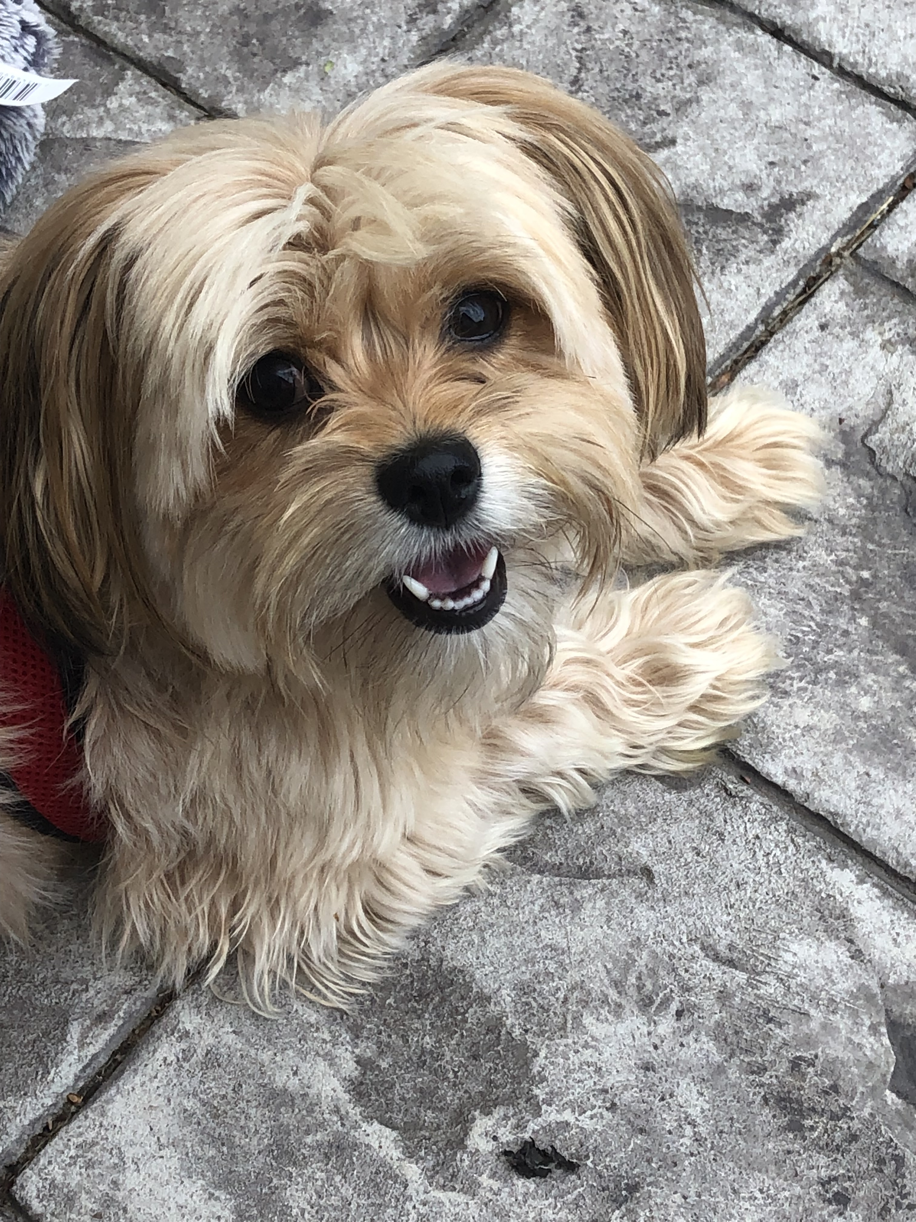 Lilly, an adoptable Shih Tzu, Pomeranian in Troy, MI, 48099 | Photo Image 5