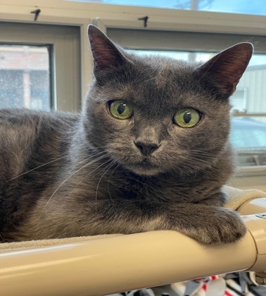 Mittens, an adoptable Domestic Short Hair in Denver, CO, 80204 | Photo Image 1