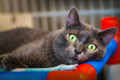 Mittens, an adoptable Domestic Short Hair in Denver, CO, 80204 | Photo Image 2