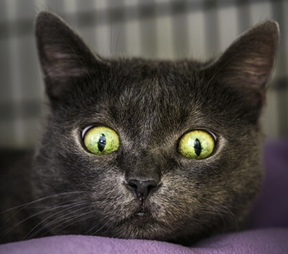 Mittens, an adoptable Domestic Short Hair in Denver, CO, 80204 | Photo Image 3