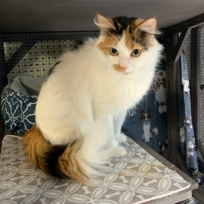Cat for adoption - Brie, a Domestic Medium Hair in North East, MD |  Petfinder