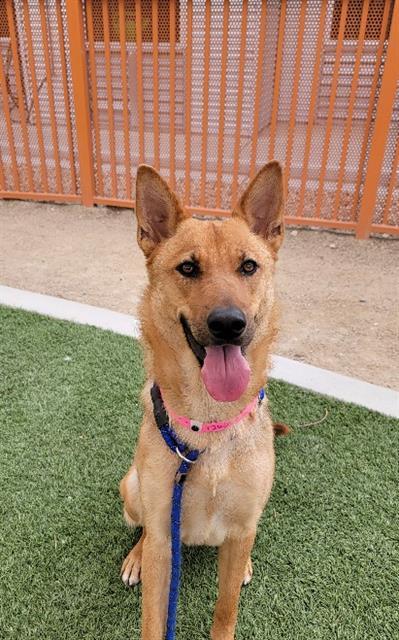 Dog for adoption - GILLY, a German Shepherd Dog Mix in Las Vegas, NV |  Petfinder
