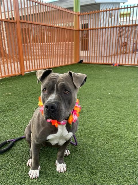Dog for adoption - FLOWER, a Pit Bull Terrier Mix in Las Vegas, NV |  Petfinder