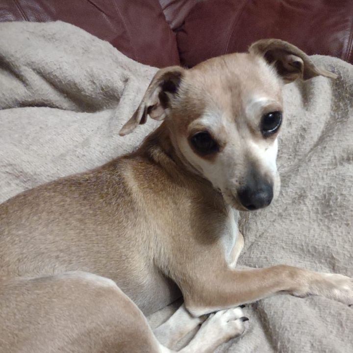 Dog for adoption Little Man, a Chihuahua Mix in Paragould, AR Petfinder