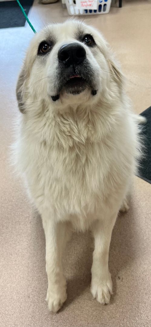 Tallulah, an adoptable Great Pyrenees in Muscatine, IA, 52761 | Photo Image 1