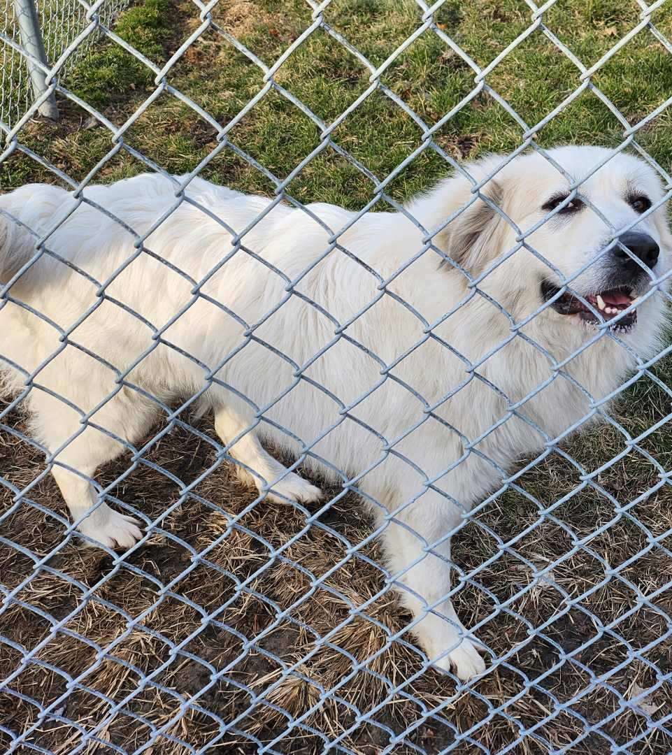 Tallulah, an adoptable Great Pyrenees in Muscatine, IA, 52761 | Photo Image 2