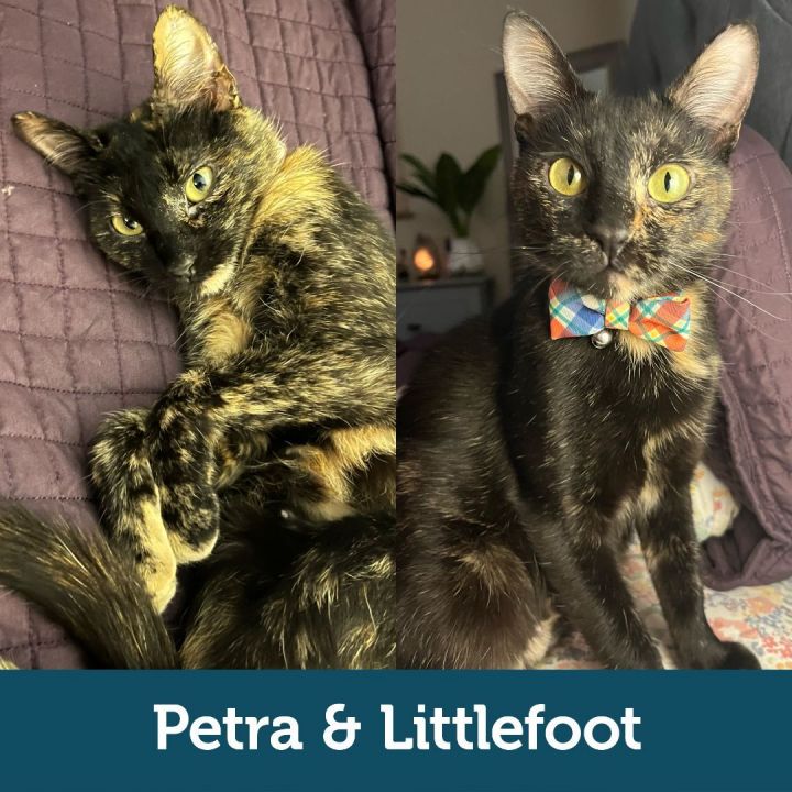 Petra & Littlefoot (Bonded Pair) - Pending Adoption, an adoptable Domestic Short Hair Mix in Minneapolis, MN_image-1