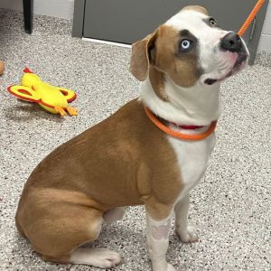 Dogs for Adoption Near Gastonia, NC | Petfinder
