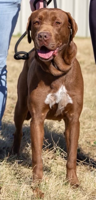Harper, an adoptable Chocolate Labrador Retriever & Boxer Mix in Uvalde, TX_image-1