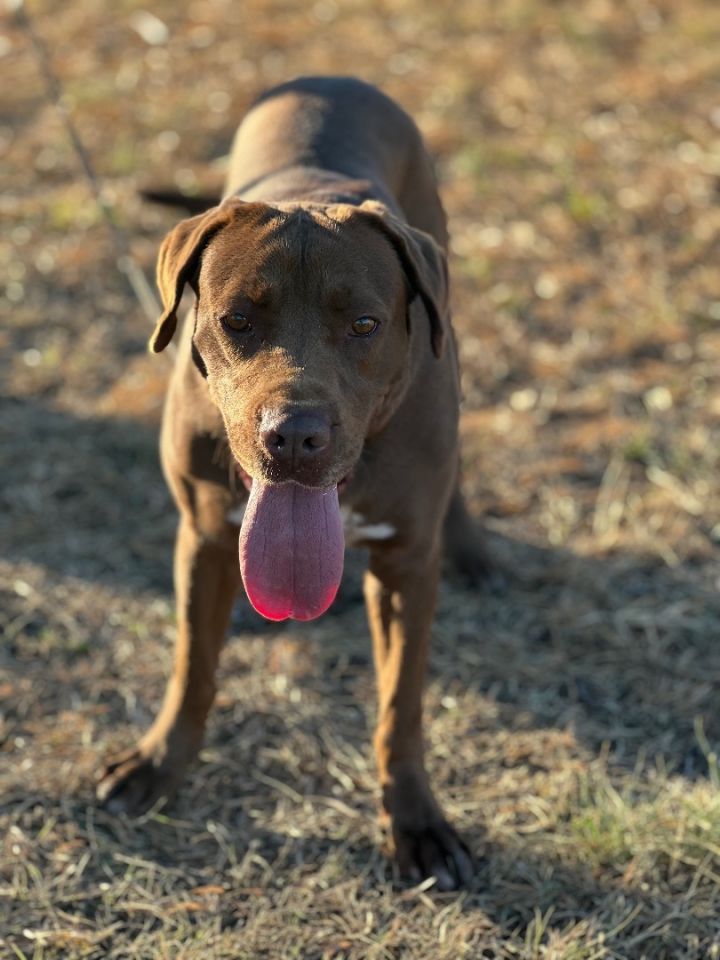 Harper, an adoptable Chocolate Labrador Retriever & Boxer Mix in Uvalde, TX_image-2