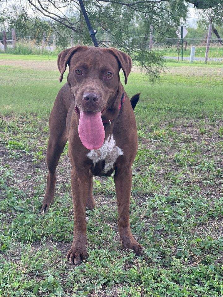 Chocolate lab discount mixed with boxer