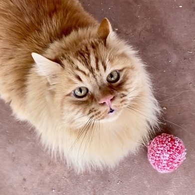 Atticus, an adoptable Domestic Long Hair in Kanab, UT, 84741 | Photo Image 1
