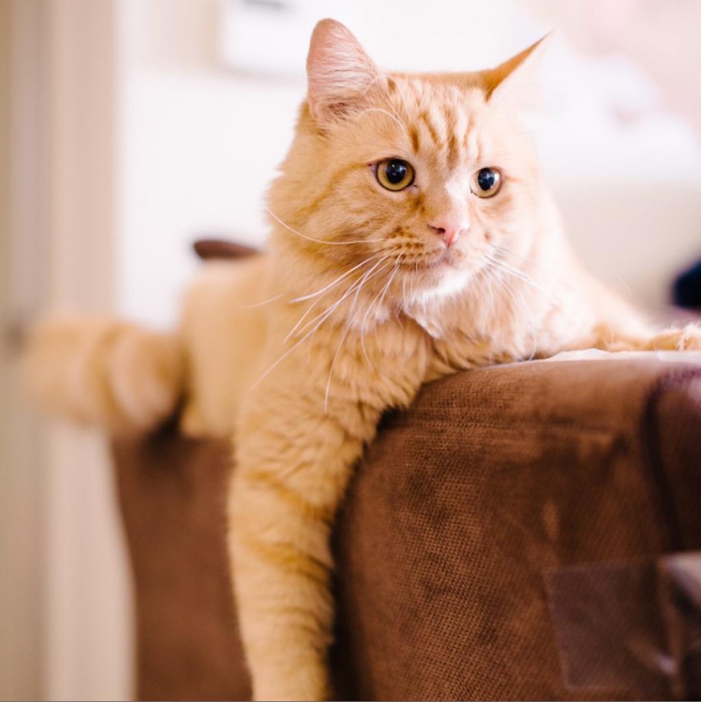 Atticus, an adoptable Domestic Long Hair in Kanab, UT, 84741 | Photo Image 2