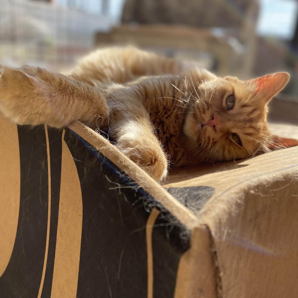 Atticus, an adoptable Domestic Long Hair in Kanab, UT, 84741 | Photo Image 3