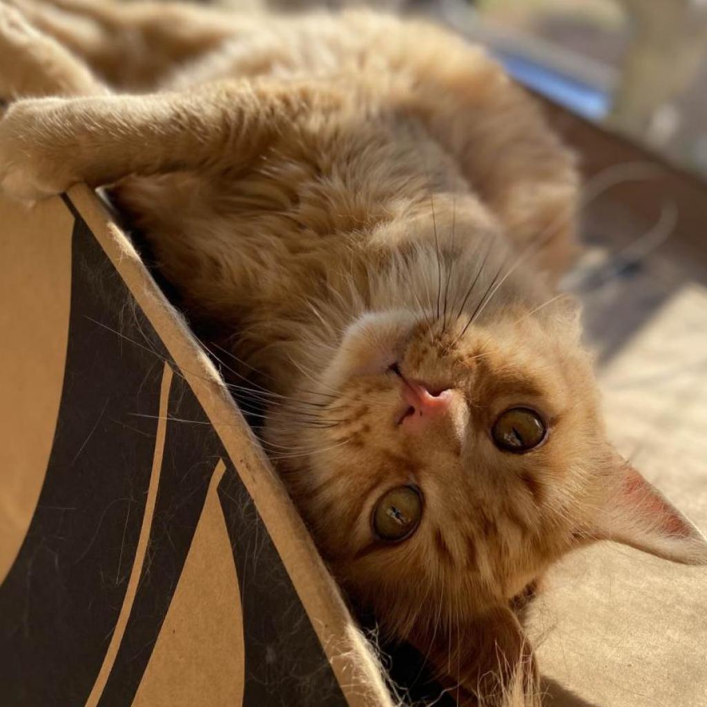 Atticus, an adoptable Domestic Long Hair in Kanab, UT, 84741 | Photo Image 4