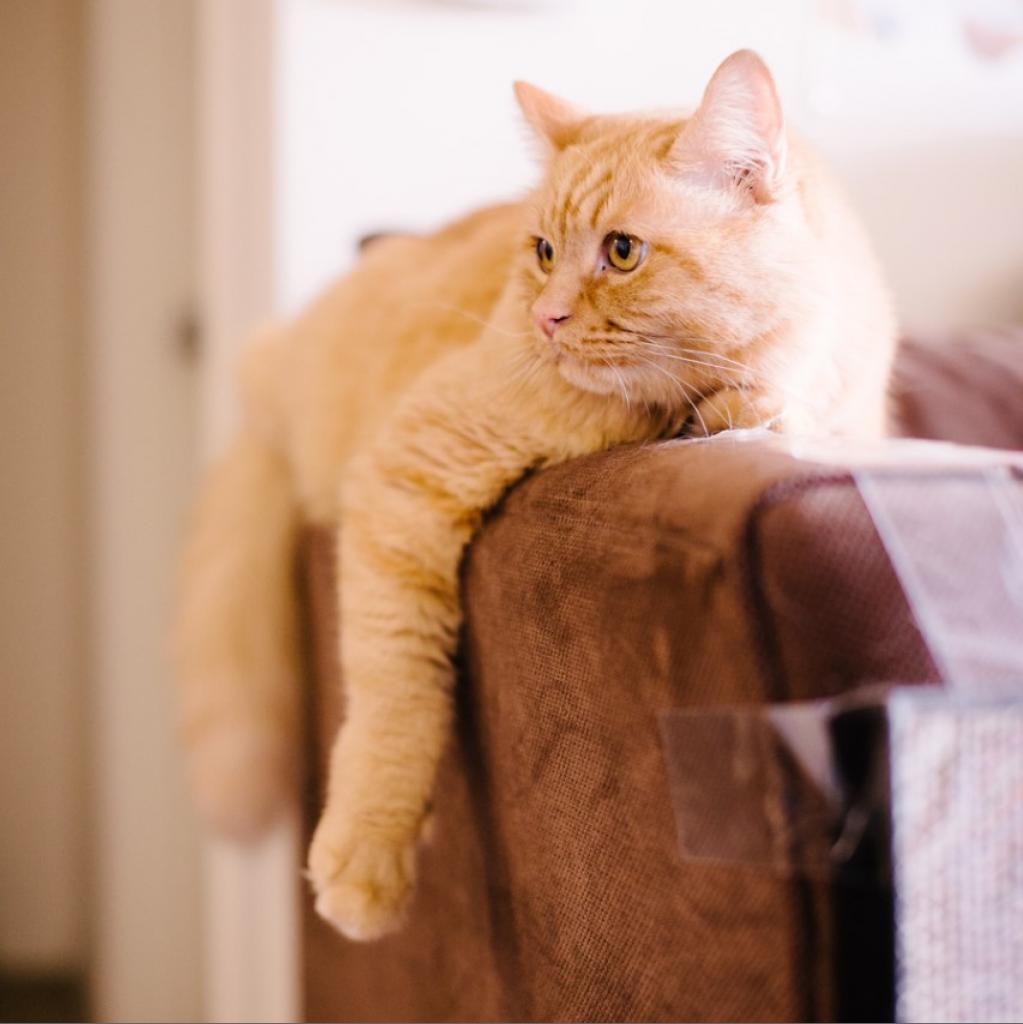 Atticus, an adoptable Domestic Long Hair in Kanab, UT, 84741 | Photo Image 5