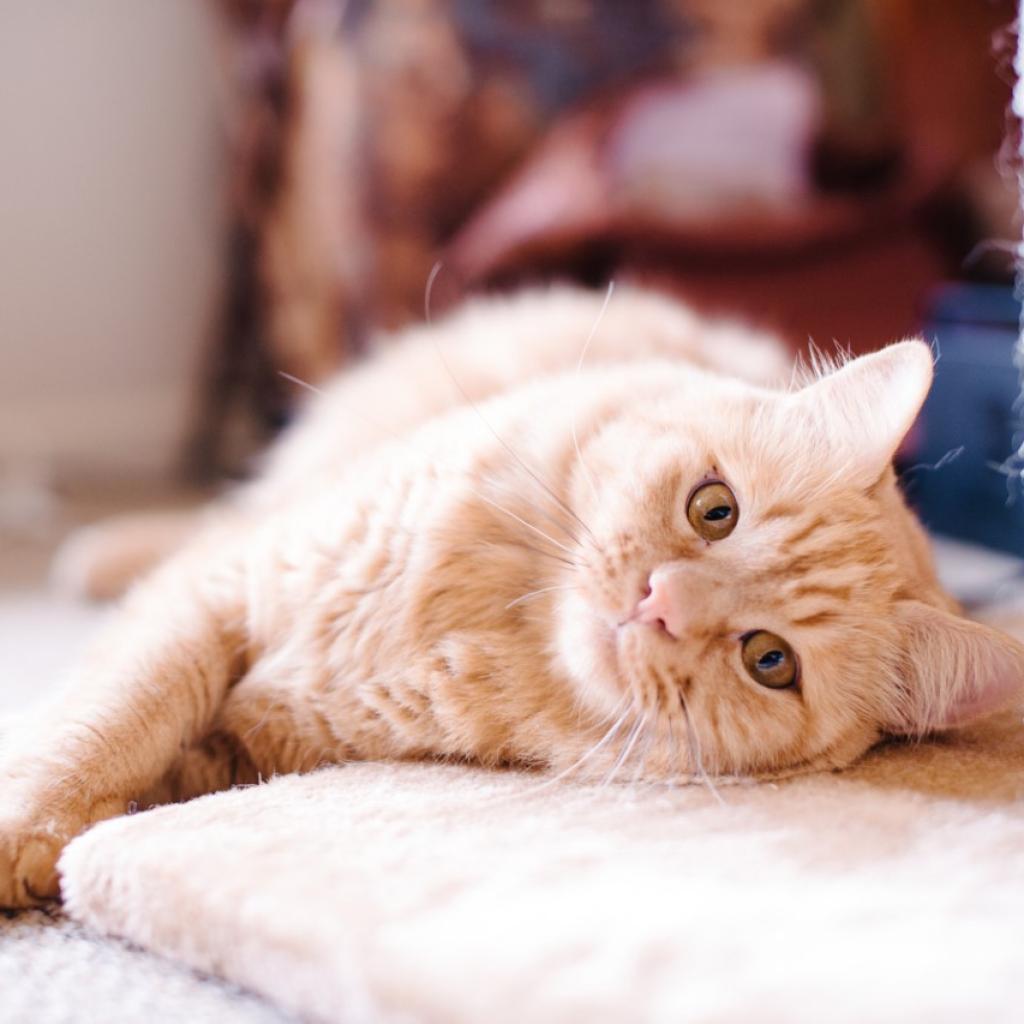 Atticus, an adoptable Domestic Long Hair in Kanab, UT, 84741 | Photo Image 6