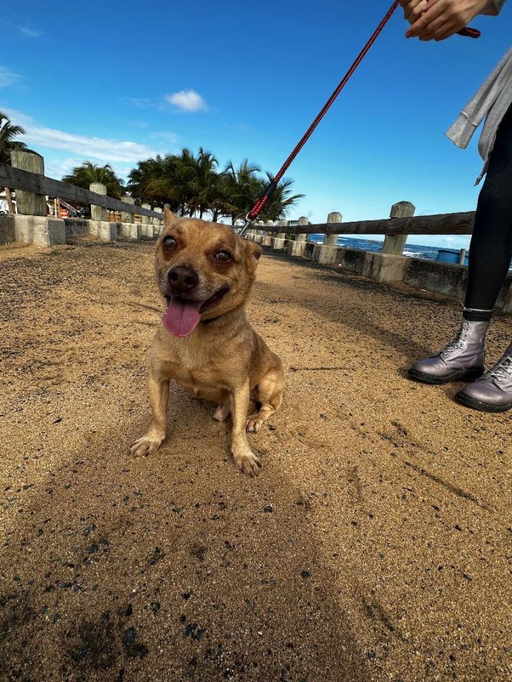Matteo, an adoptable Chihuahua in Loiza, PR_image-2