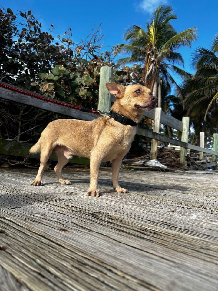 Matteo, an adoptable Chihuahua in Loiza, PR_image-4
