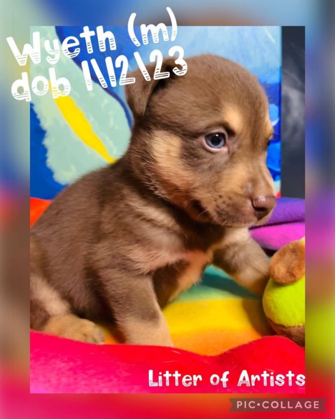 Dog for adoption - Wyeth Artist, a Labrador Retriever & German Shepherd Dog  Mix in Marysville, WA | Petfinder
