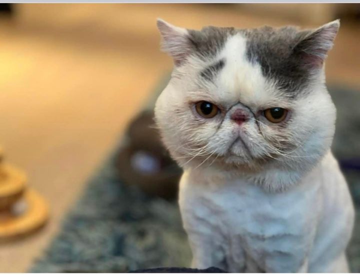 Walter, an adoptable Exotic Shorthair & Persian Mix in Beverly Hills, CA_image-6