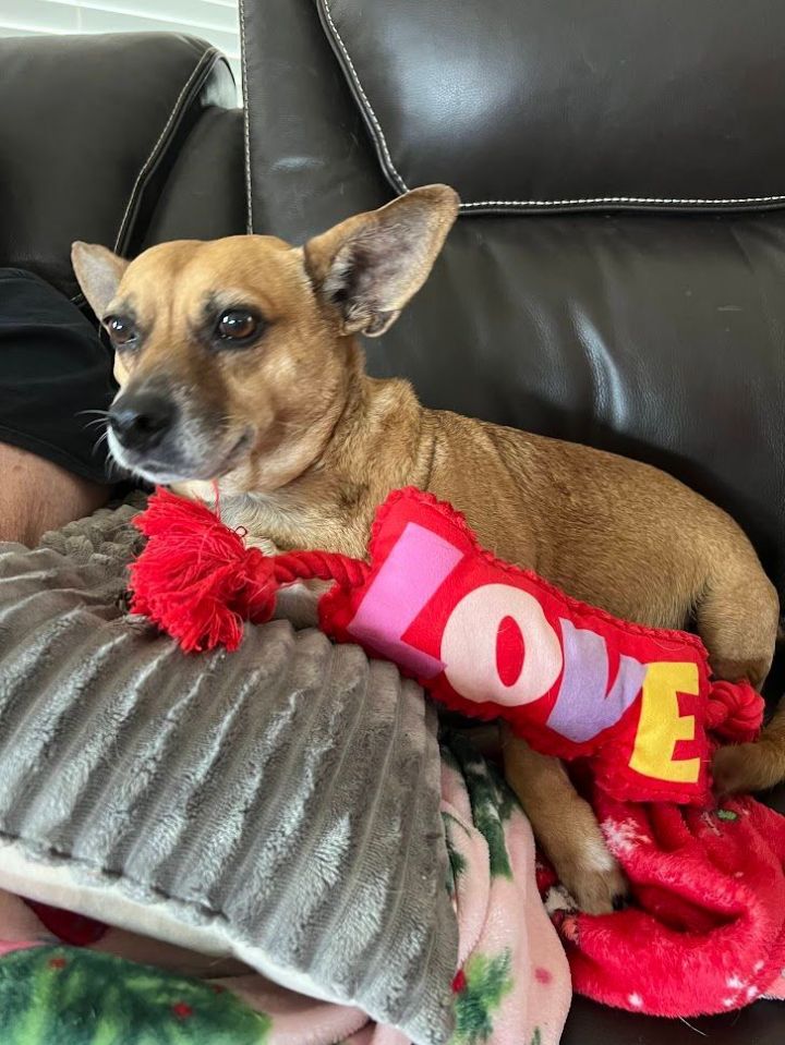 Dog for adoption - Charlie - Courtesy Post for Luck of Irish Rescue, a  Chihuahua & Terrier Mix in Centreville, VA | Petfinder